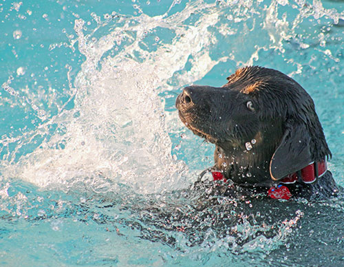 swimming-pool-with-dog-swimming-1